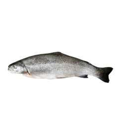 Fisch